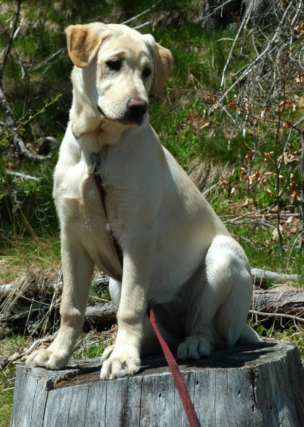 Ruby Stump sit.jpg